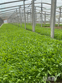 高度15厘米大滨菊