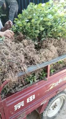 高度60厘米北海道黄杨