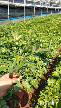 高度20厘米鹅掌柴