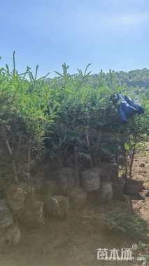 高度120厘米云杉