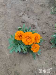 高度20厘米孔雀草