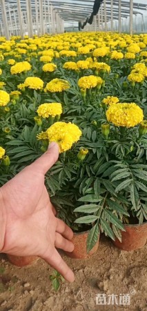 高度25厘米万寿菊