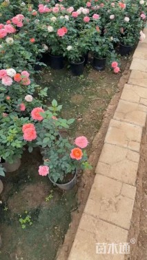 高度35厘米月季