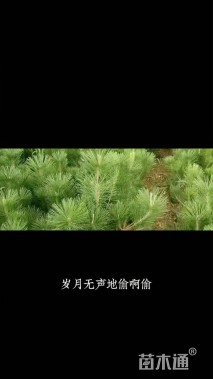 高度40厘米黑松