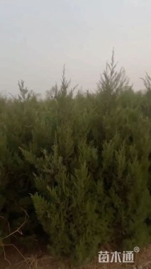 高度150厘米蜀桧柏