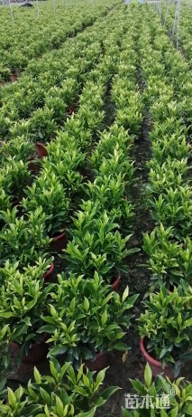 高度60厘米非洲茉莉