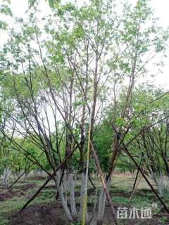 高度900厘米丛生蒙古栎
