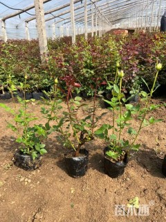 高度25厘米品种月季