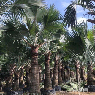 裸干高330厘米霸王棕