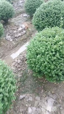 高度50厘米龟甲冬青