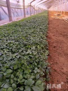 高度20厘米蛇莓