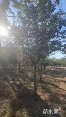 8公分染井吉野樱