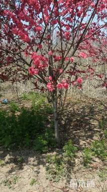 高度80厘米红梅小苗