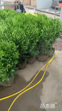 冠幅200厘米瓜子黄杨球
