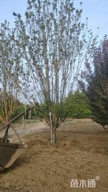 12公分西府海棠