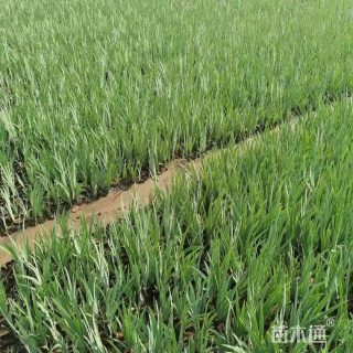 高度15厘米黄花鸢尾