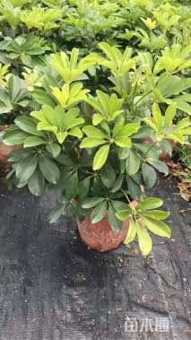 高度20厘米美斑鹅掌柴