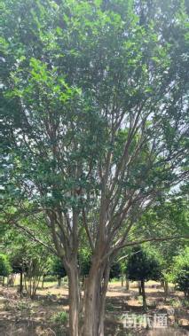 高度700厘米丛生紫薇