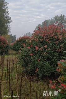 冠幅200厘米红叶石楠球