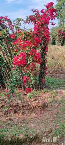 高度300厘米三角梅藤条