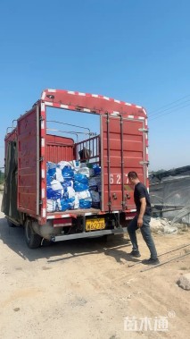 高度30厘米细叶美女樱