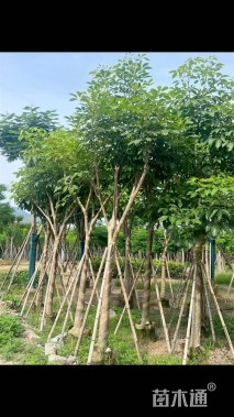 15公分红花风铃木