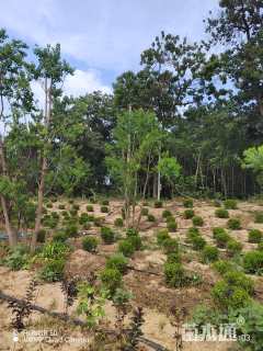 40公分丛生乌桕