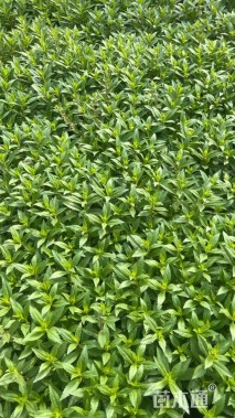 高度30厘米香彩雀