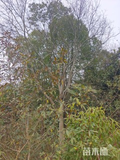 25公分朴树