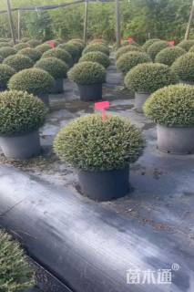 高度60厘米冬青先令球