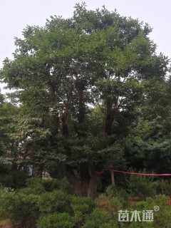 柿树
