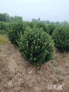 冠幅150厘米大叶黄杨球