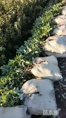 高度40厘米金丝桃