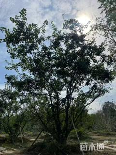 高度500厘米丛生黄栌