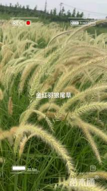 高度50厘米金红羽狼尾草