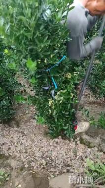 高度150厘米大叶黄杨柱