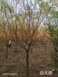 8公分矮杆金枝槐
