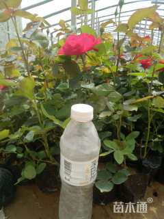 高度25厘米卡罗拉月季