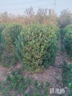 冠幅150厘米大叶黄杨球