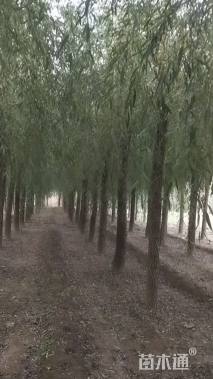 10公分金丝垂柳