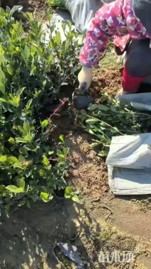 高度25厘米大叶栀子