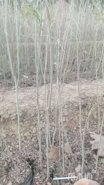 高度80厘米紫穗槐