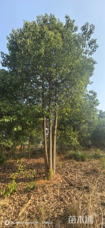 15公分(3杆)丛生香樟