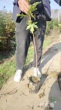 高度100厘米元宝枫小苗