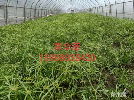 旱伞草