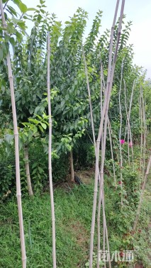 高度400厘米蜡梅