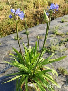 高度20厘米百子莲