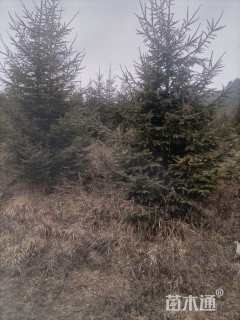 高度500厘米云杉