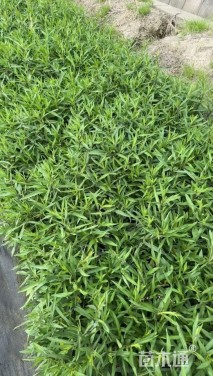 高度30厘米荷兰菊