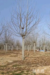 25公分速生白蜡